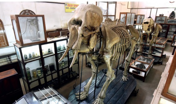 University Museum